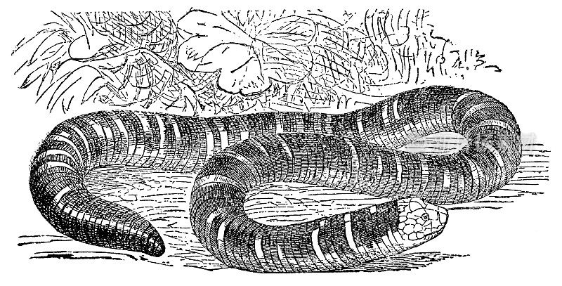 白腹虫蜥蜴(Amphisbaena Alba) - 19世纪